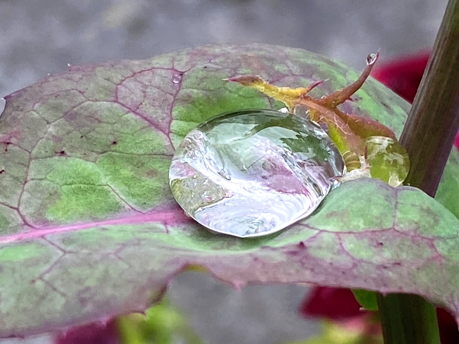 【富士市】君楽逍遥庭|雨上がりに見つけた花菖蒲と雫 | ひとりごと