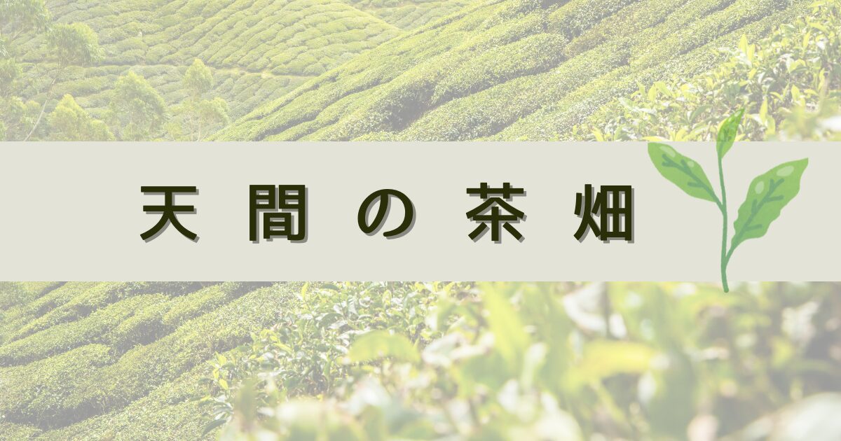 天間の茶畑