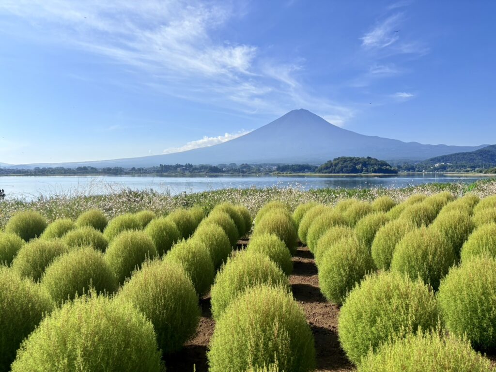 大石公園、初夏の緑コキア