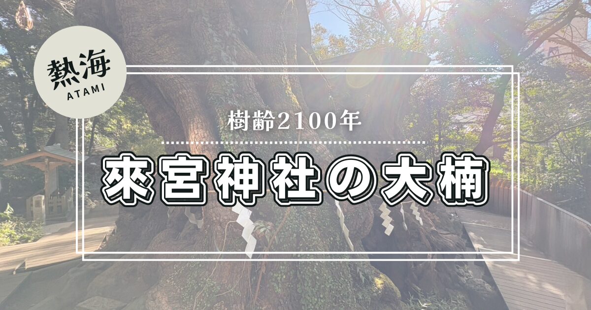 静岡県熱海の来宮神社、大楠
