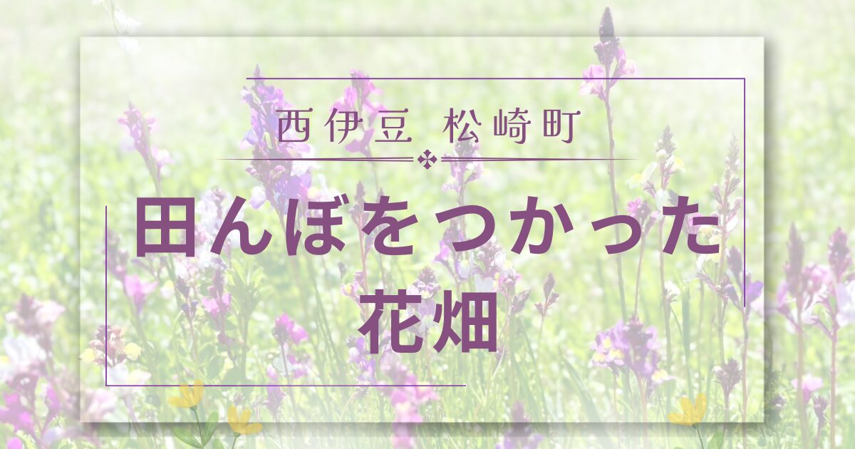 田んぼをつかった花畑風景