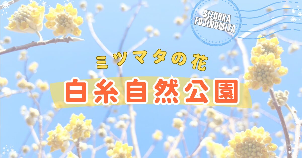 ミツマタの花が咲く白糸自然公園