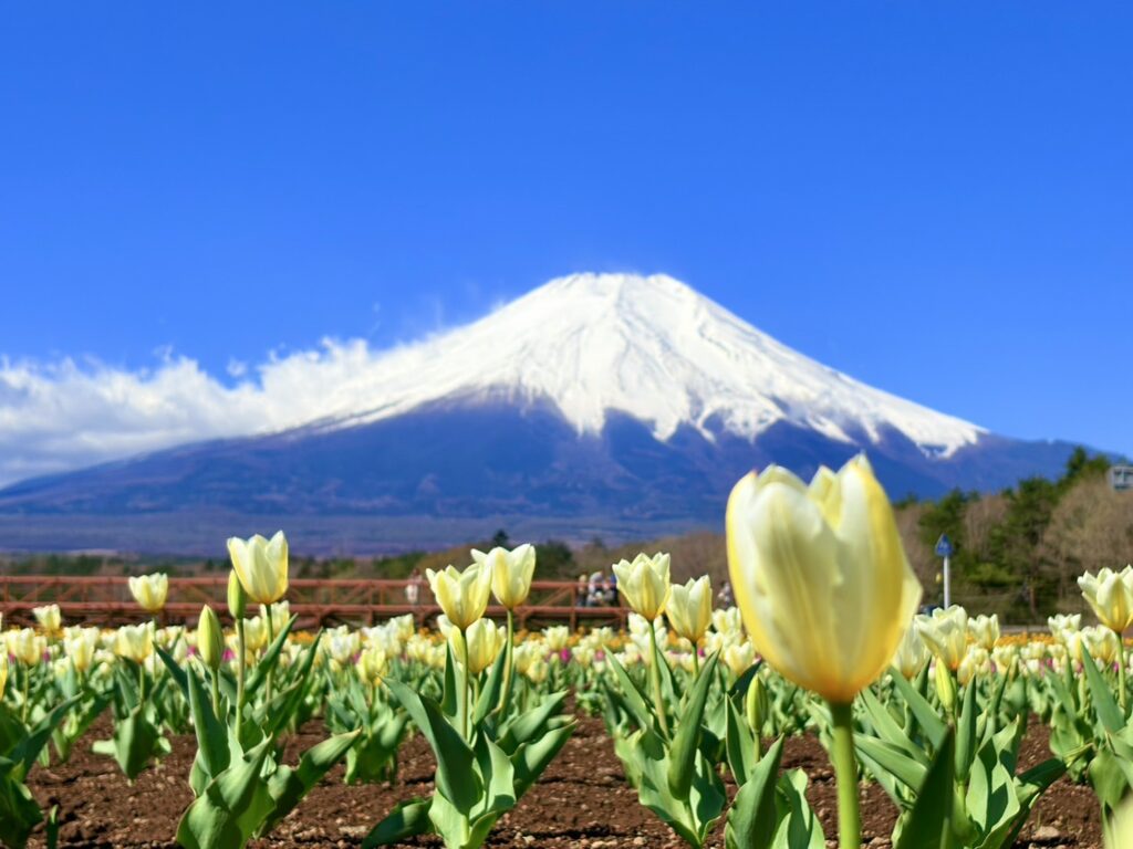 青い空と冠雪の富士山と黄色いチューリップ