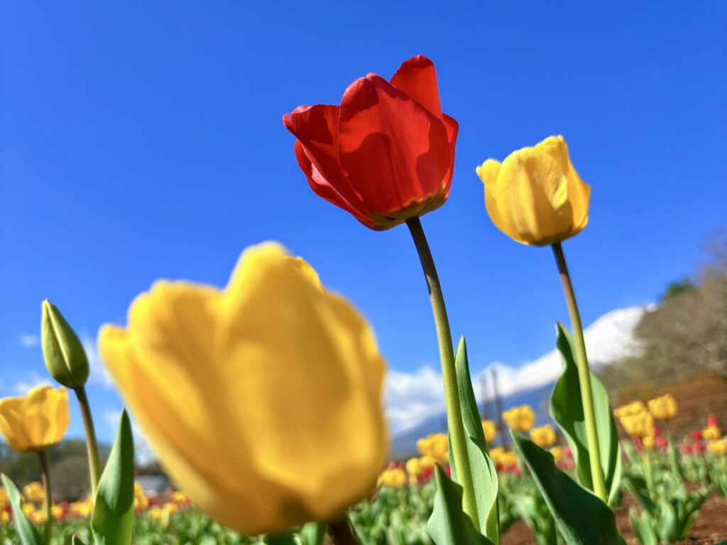 赤と黄色のチューリップが青空にに向かって咲いています。