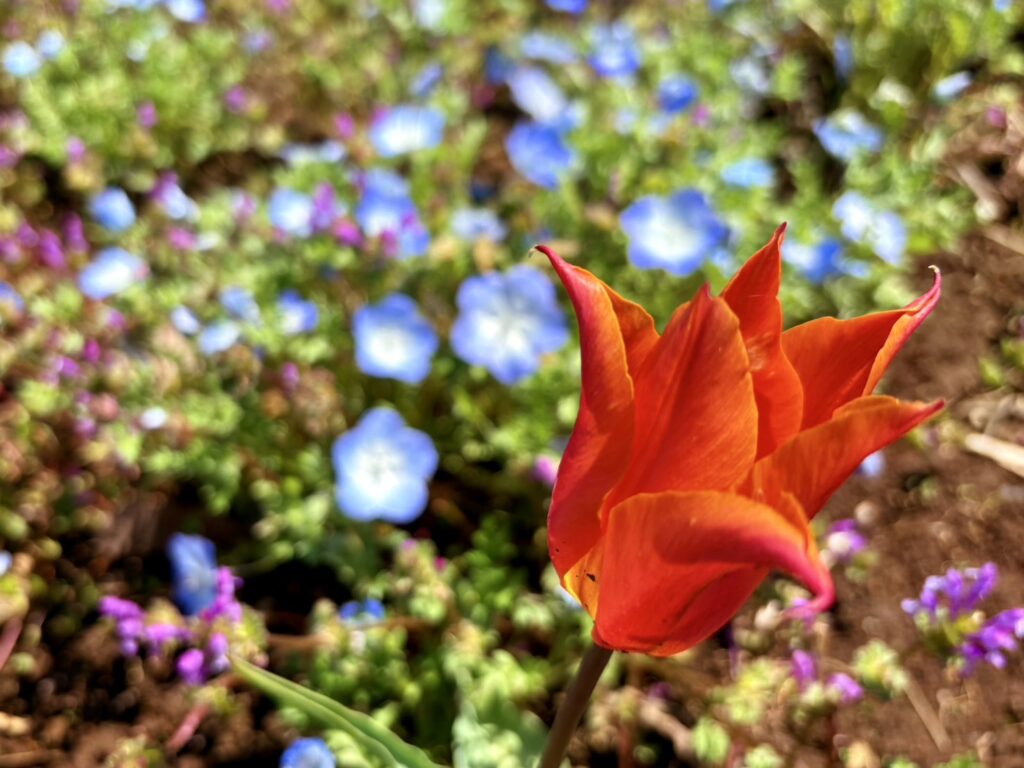 百合咲きのチューリップ花弁の先が尖っています。