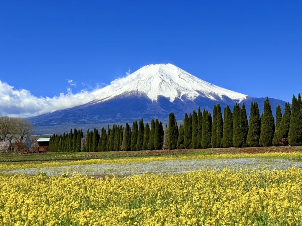 手前に菜の花とネモフィラ、背景には富士山。