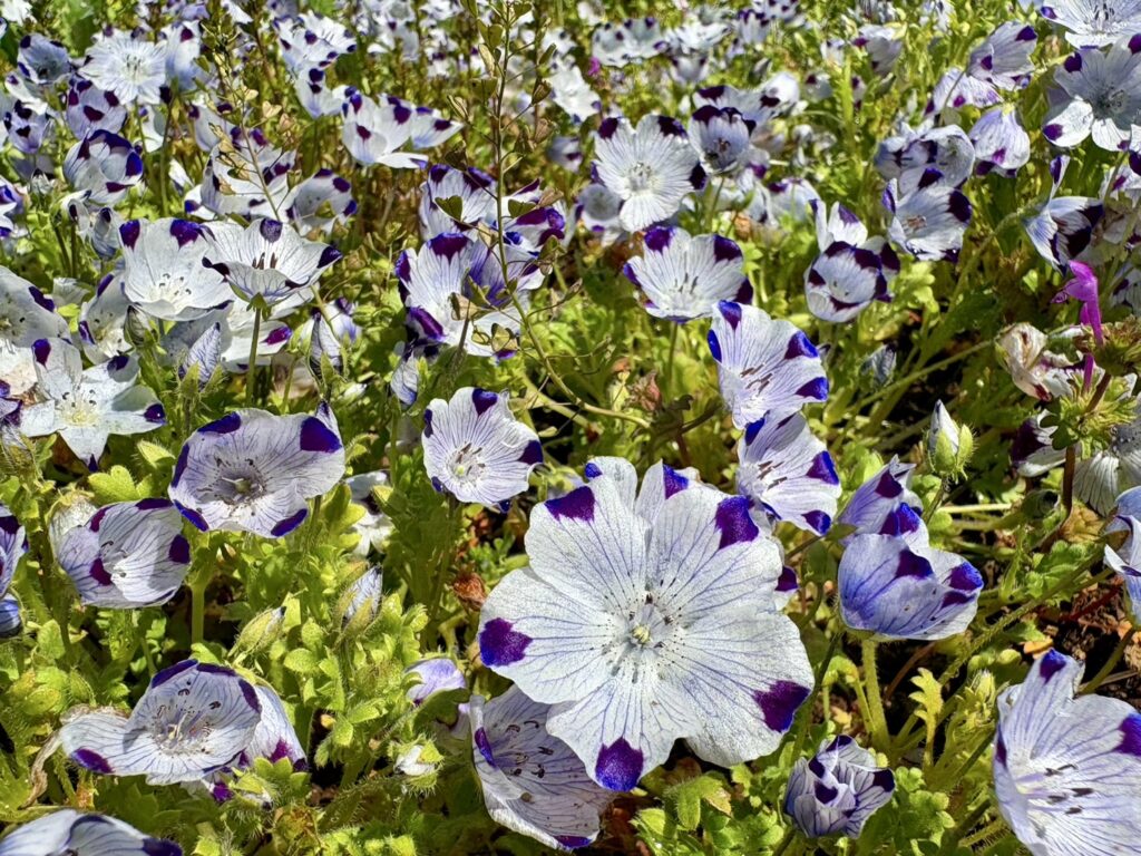 花に目立つ、5点があり、Five Spotと呼ばれています。
