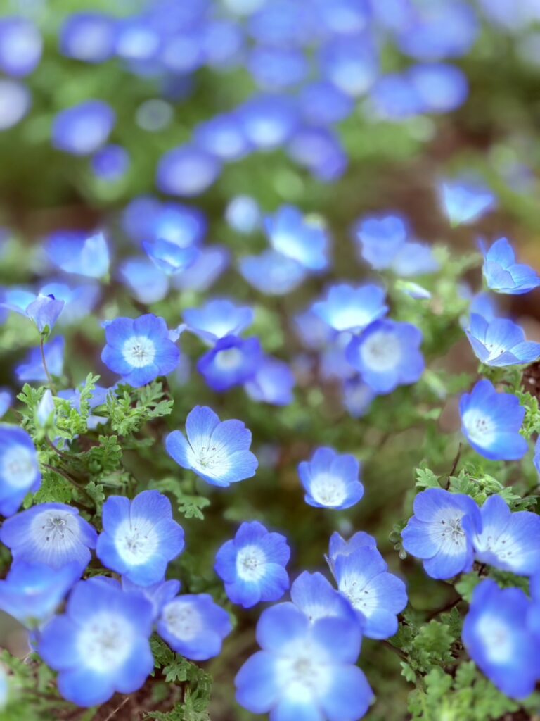 可憐で小さなネモフィラの花が風で優しく揺れています。