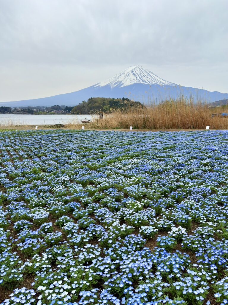 ネモフィラブルーの背景には富士山と河口湖。