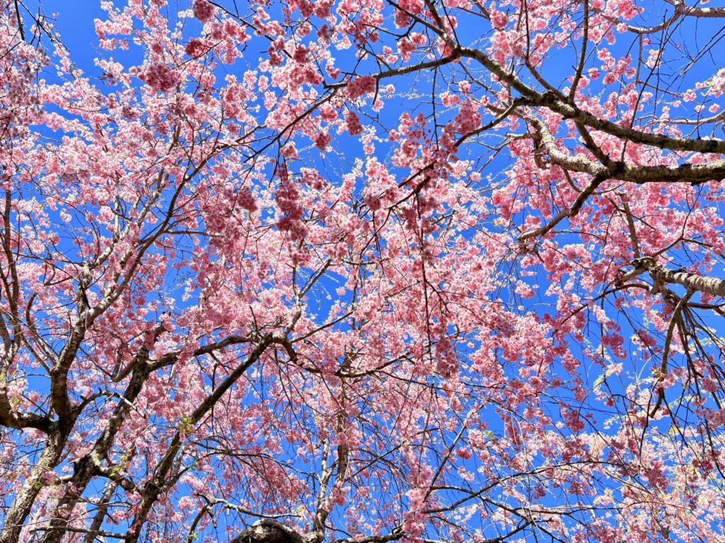 しだれ桜と青空