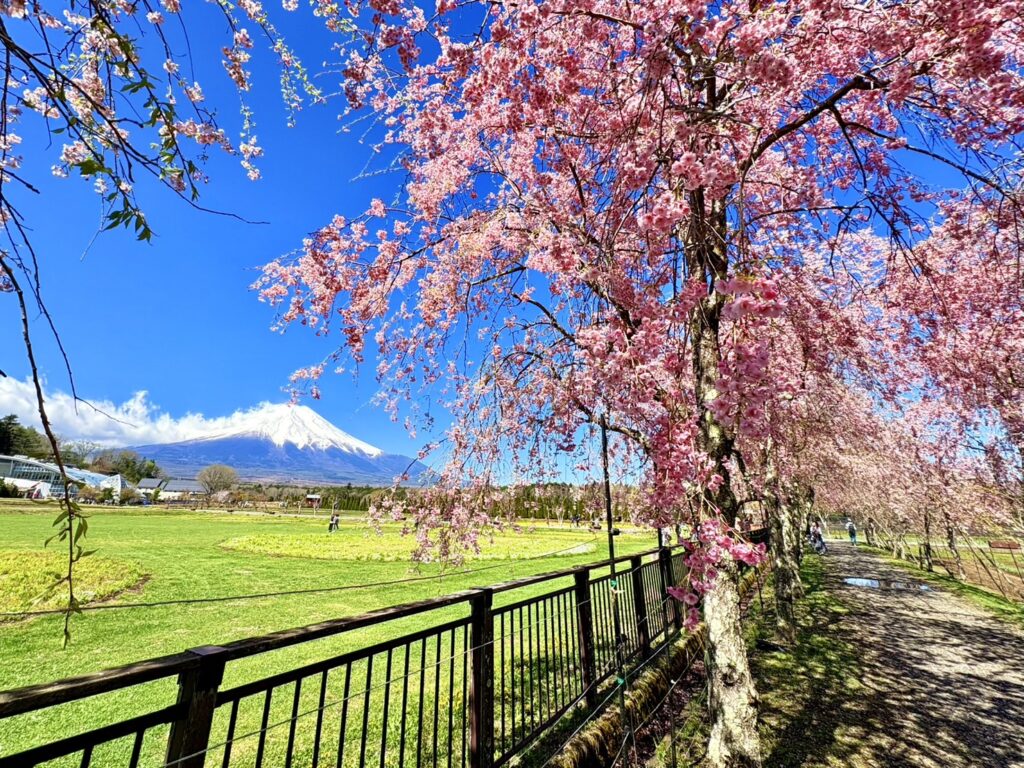 ピンクのしだれ桜