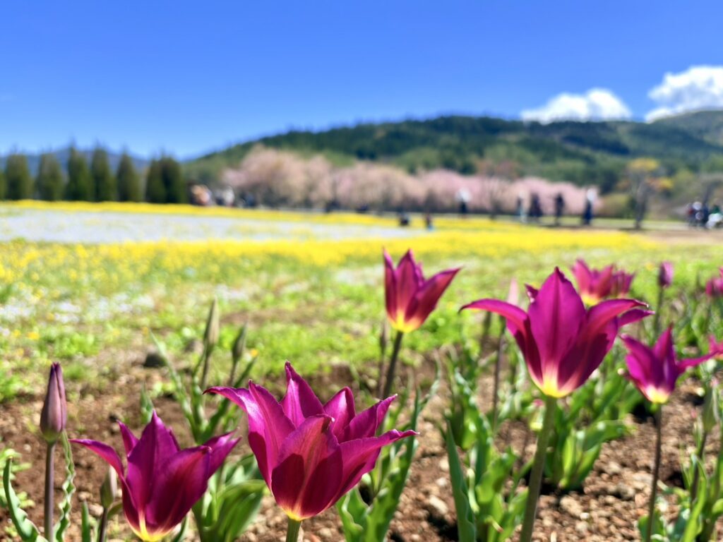 チューリップと菜の花、ネモフィラ、ピンクのしだれ桜と青空の共演。