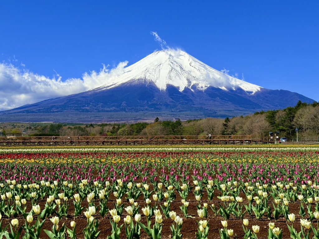 富士山と色とりどりに咲くたくさんのチューリップ
