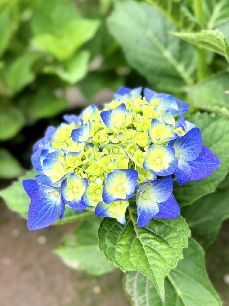 青いあじさいの咲き始め。