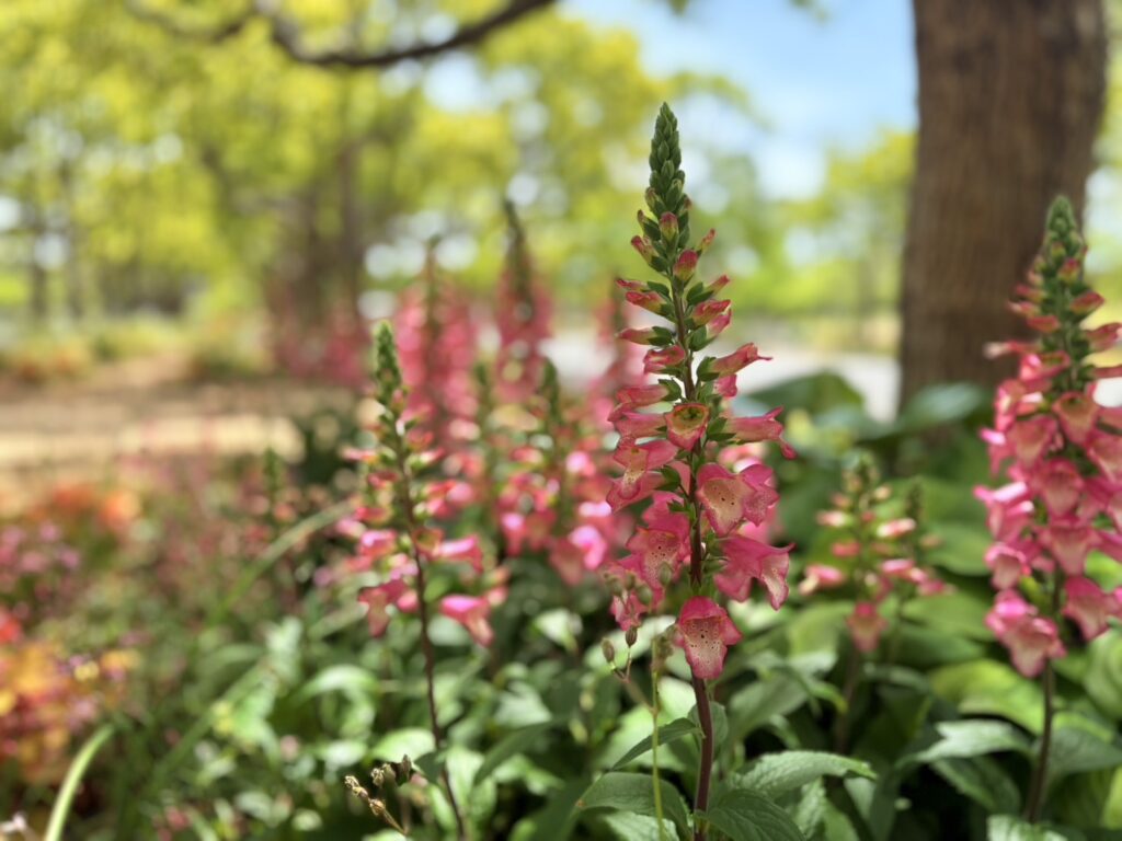公園に咲く花