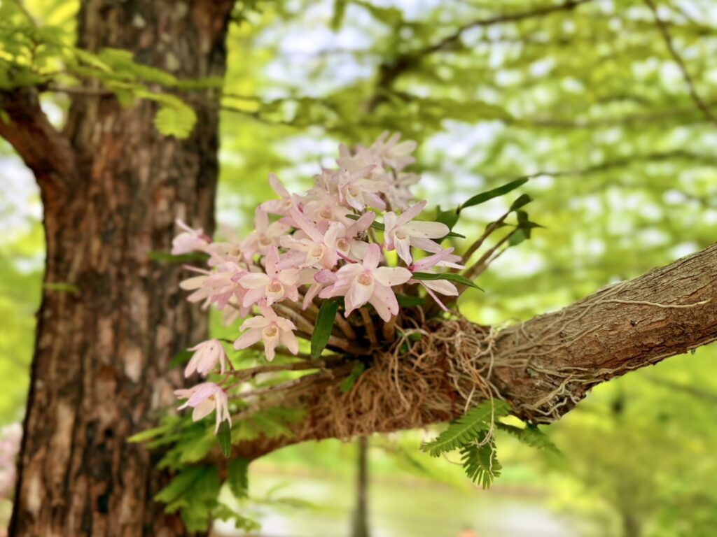 セッコウの花