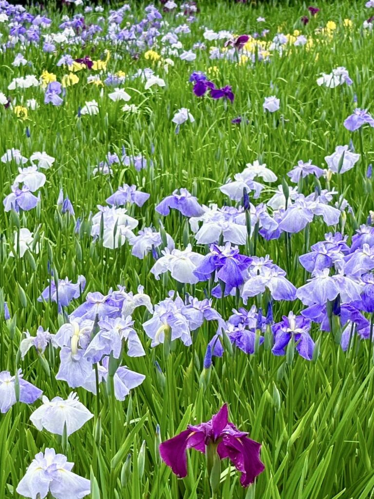 紫の花菖蒲が綺麗