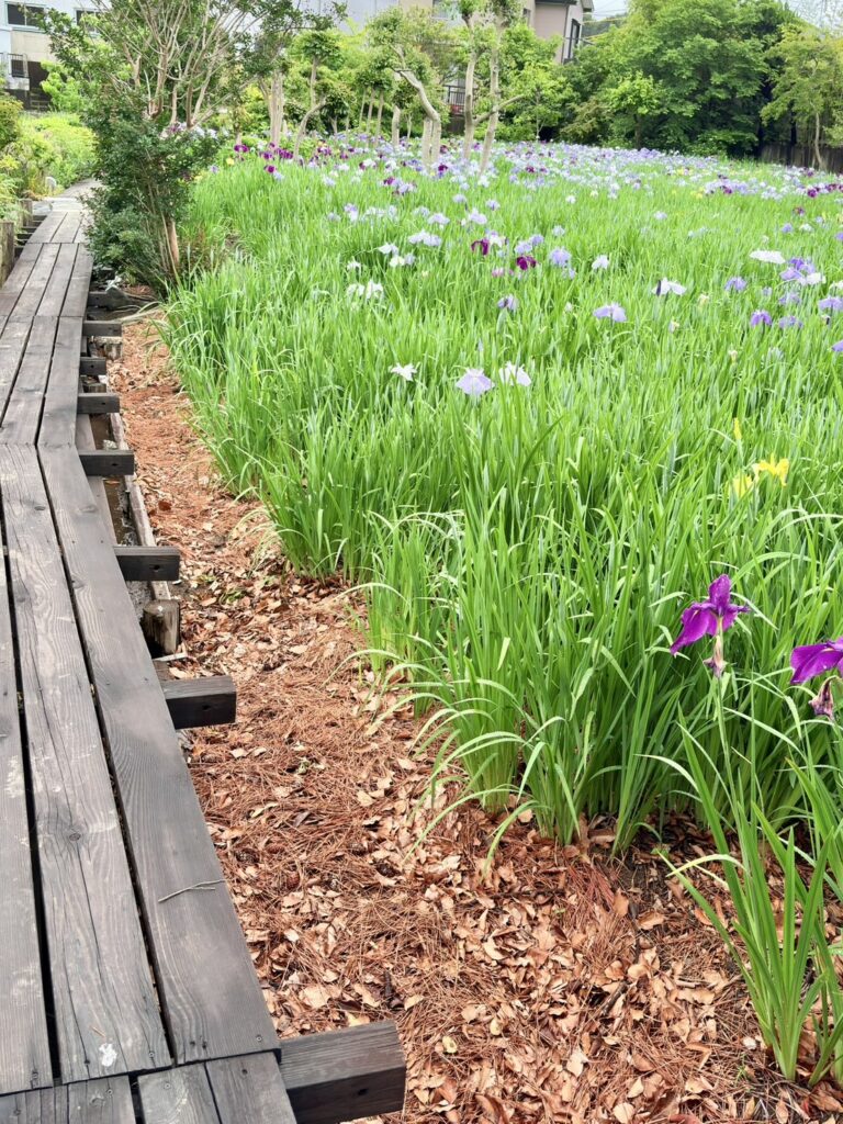 遊歩道散策しながら花菖蒲が見られる。