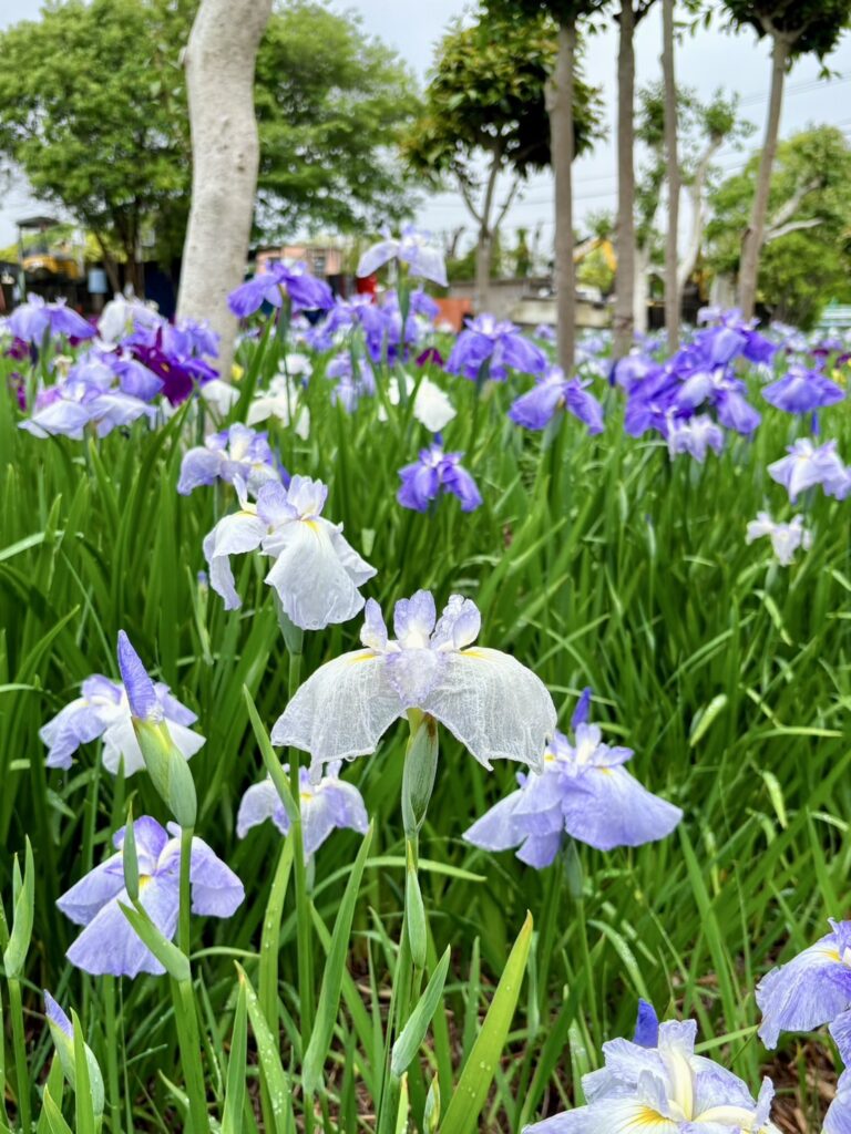 雨上がり、しっとりの花菖蒲