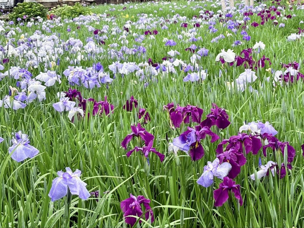 花菖蒲が咲き始めています。