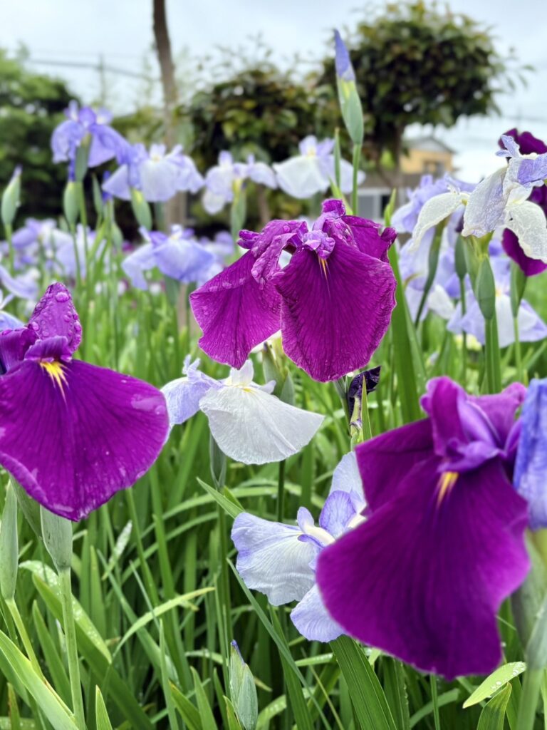 雨上がりに咲く紫や水色の花菖蒲