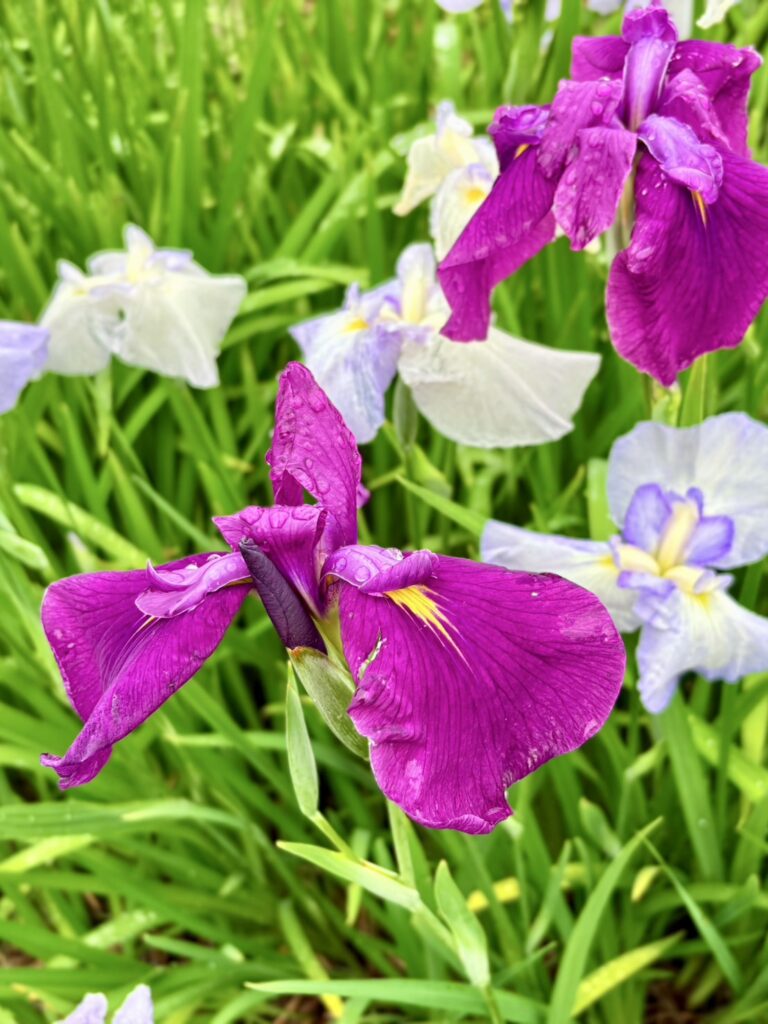 彩り豊かな花菖蒲に雫
