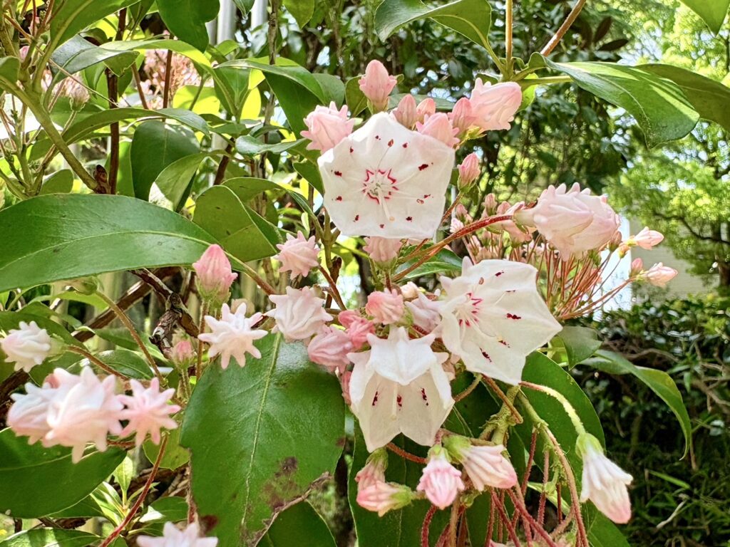 ピンクのカルミヤの花。