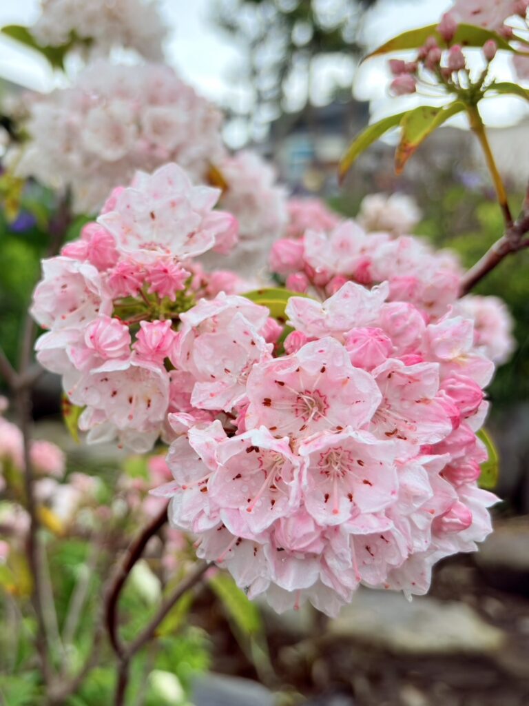 ピンクのカルミアの花
