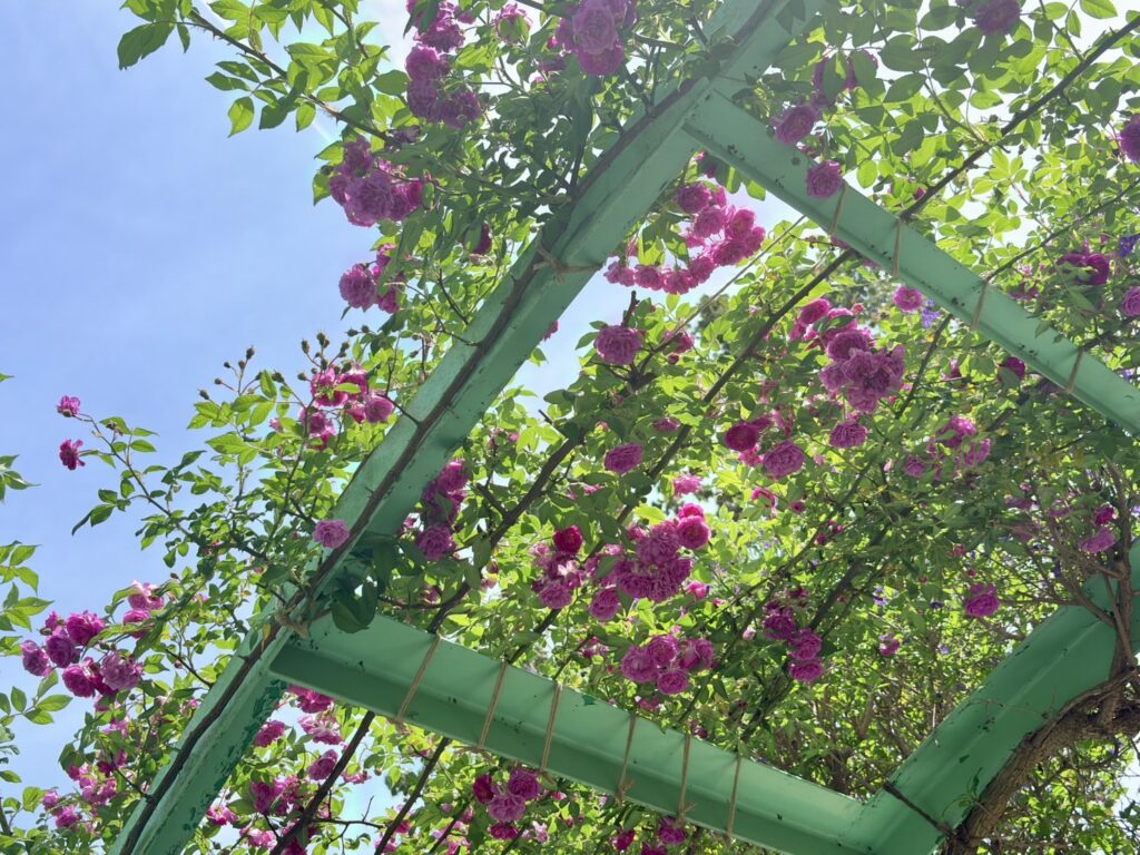 見上げたバラの風景