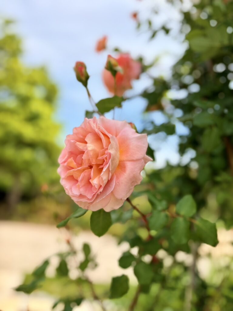 ピンクのバラ