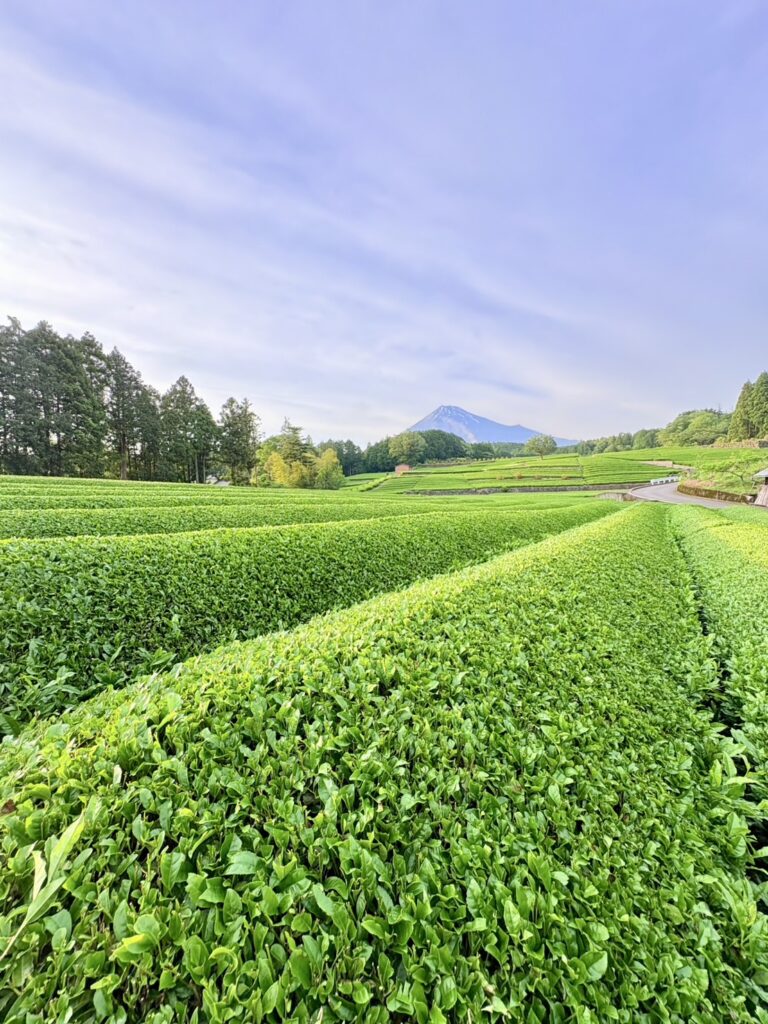 整えられた茶畑の畝