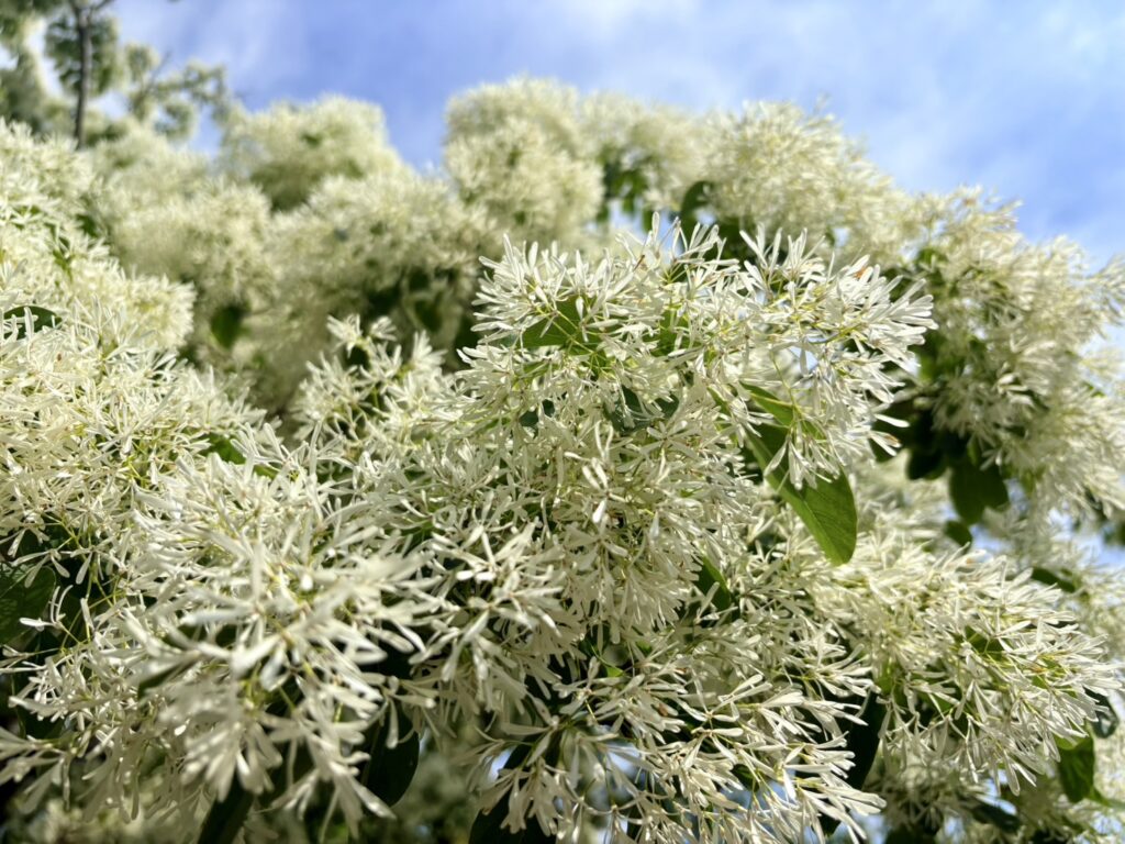 何じゃ？と思わせた白い花
