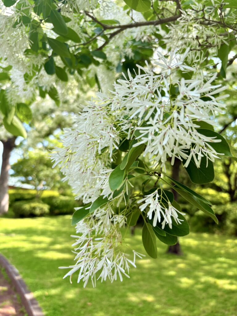 ふんわり優しく揺れているナンジャモンジャの花