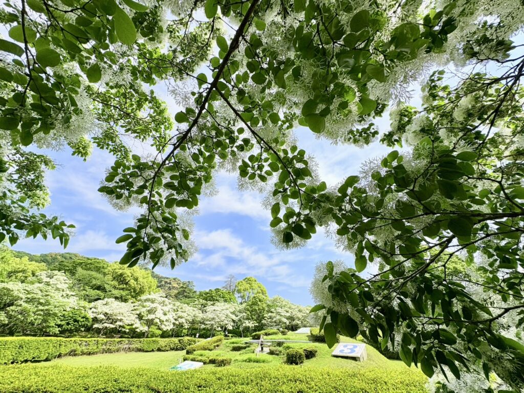 花時計の周りに沢山のナンジャモンジャの木があります。