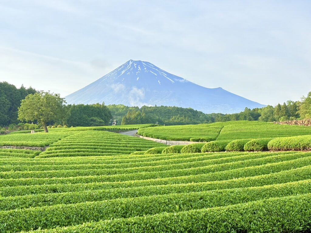 新緑の茶畑と青い富士山