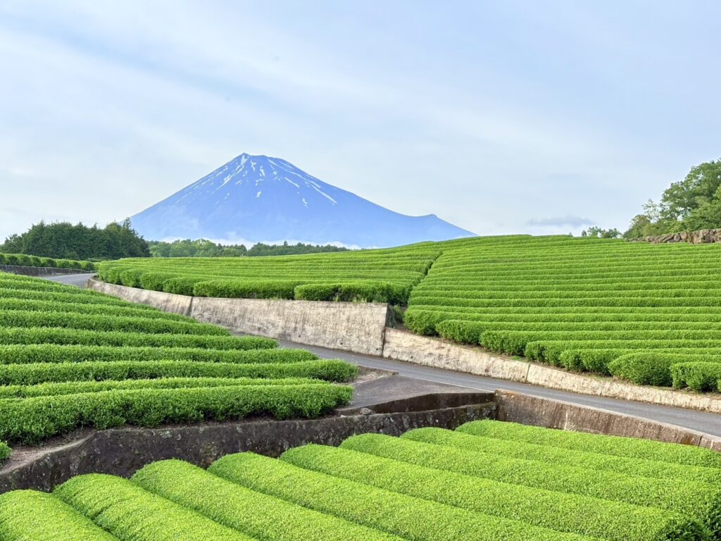豊かな緑と背景に富士山