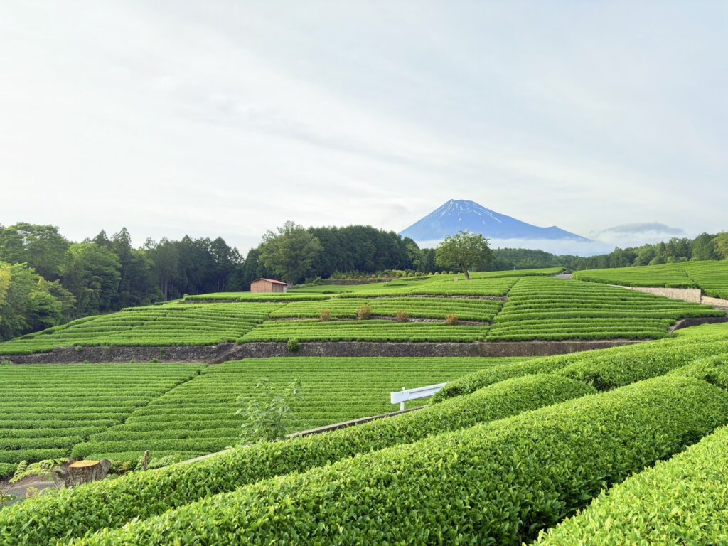 富士山と茶畑の美しい風景