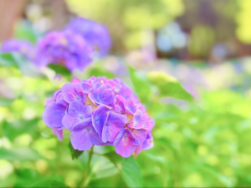 日差しを浴びた紫陽花