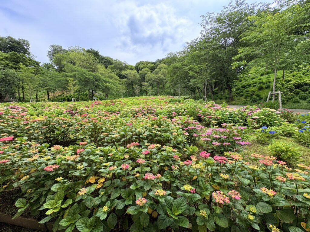 彩り豊かな紫陽花