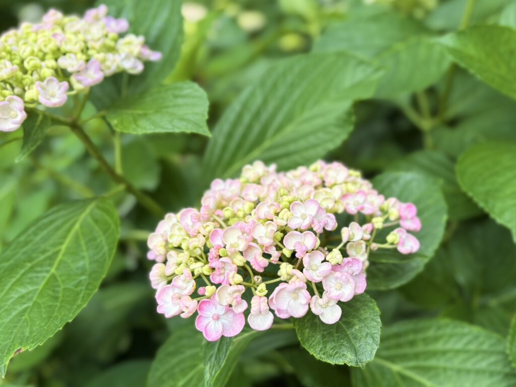おたふくアジサイ