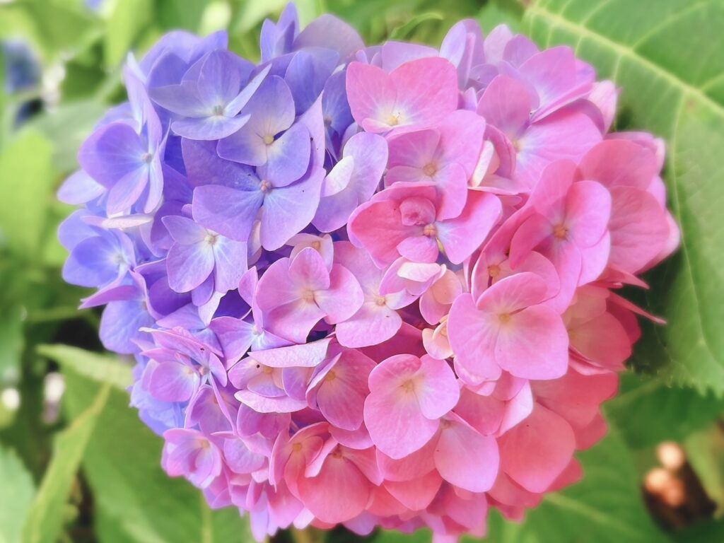 紫からピンクへグラデーションの紫陽花