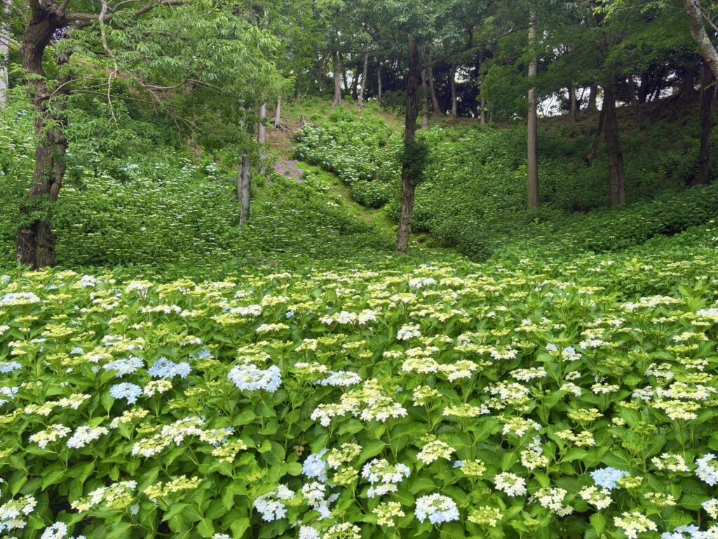 白とブルーの紫陽花