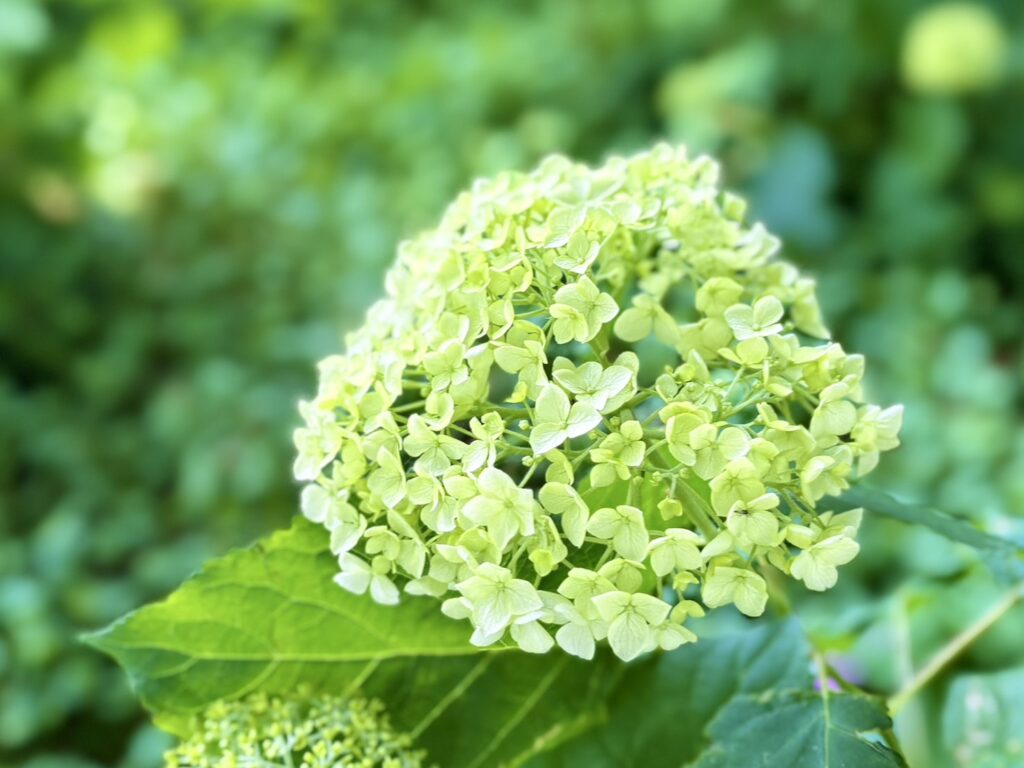 白いアナベル