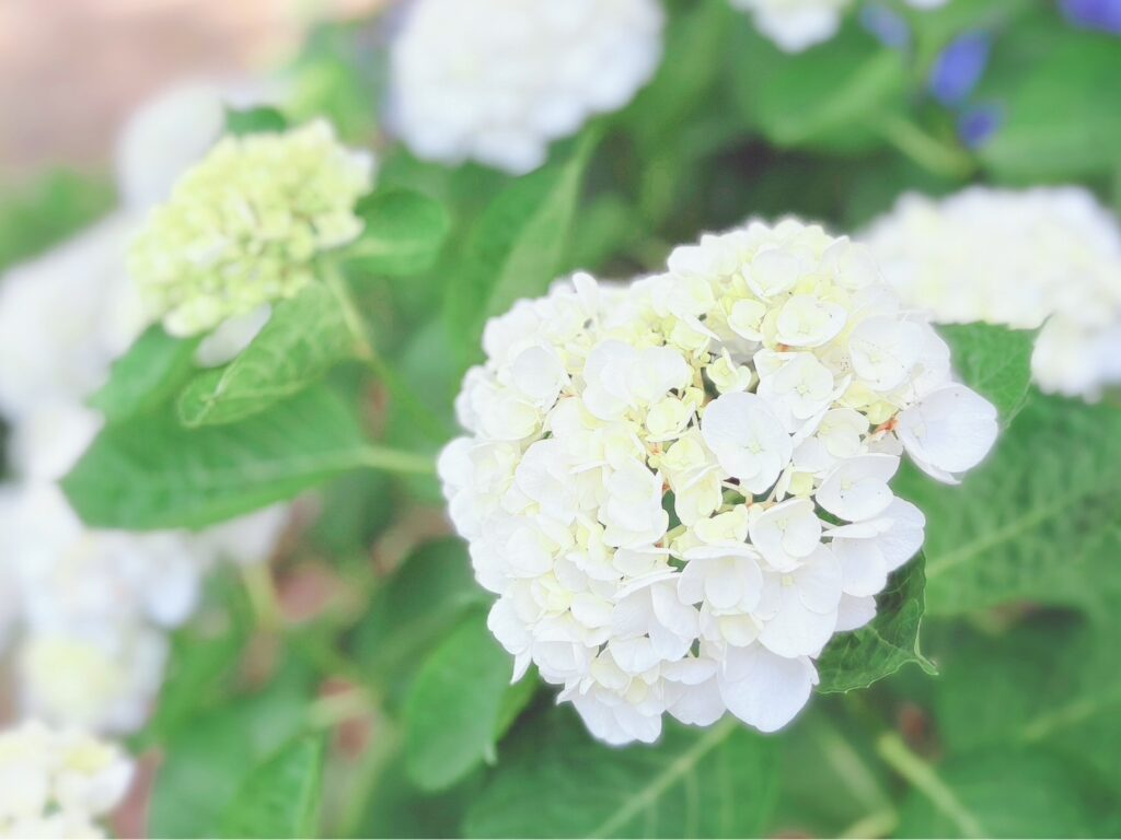 光るような白さの紫陽花