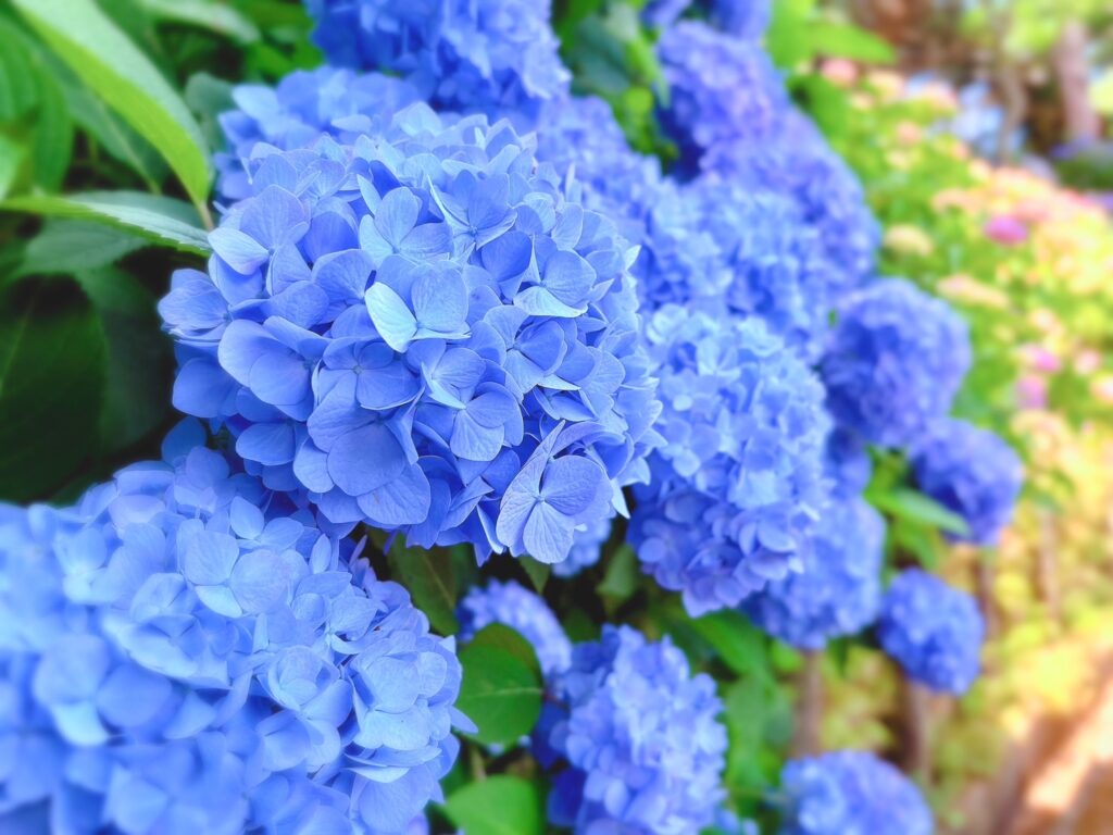 ブルーの紫陽花が満開