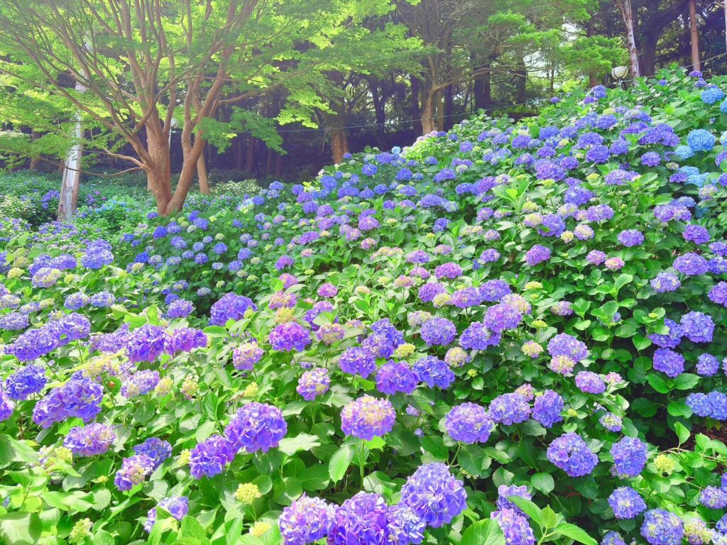 斜面を埋め尽くす紫陽花