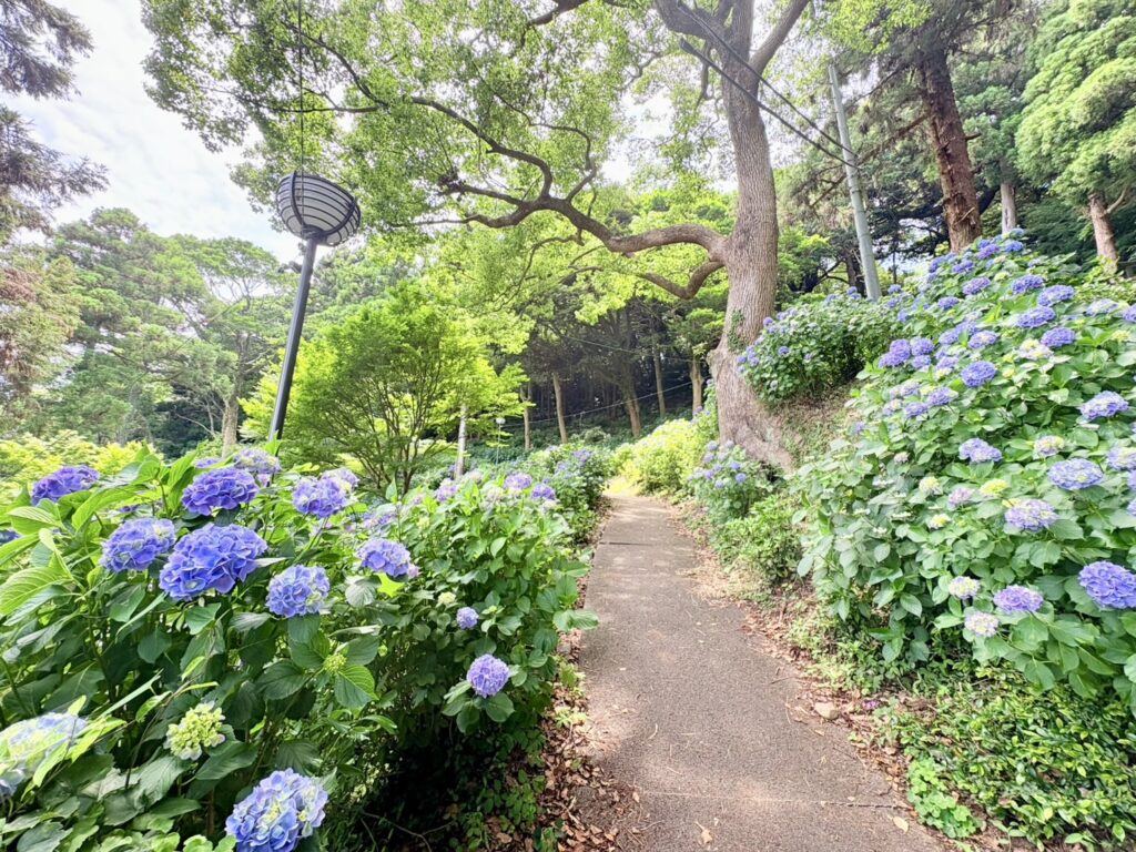 整備された遊歩道