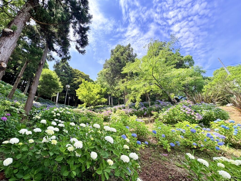 散策路に咲く紫陽花