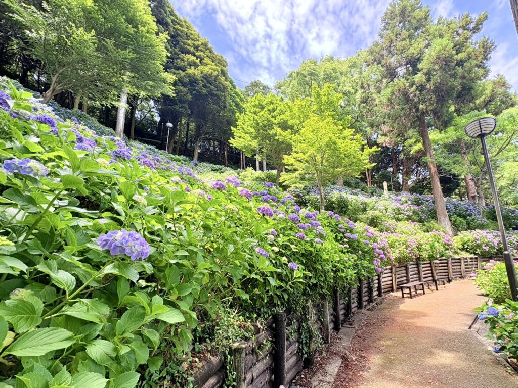 公園内の遊歩道脇に咲く紫陽花