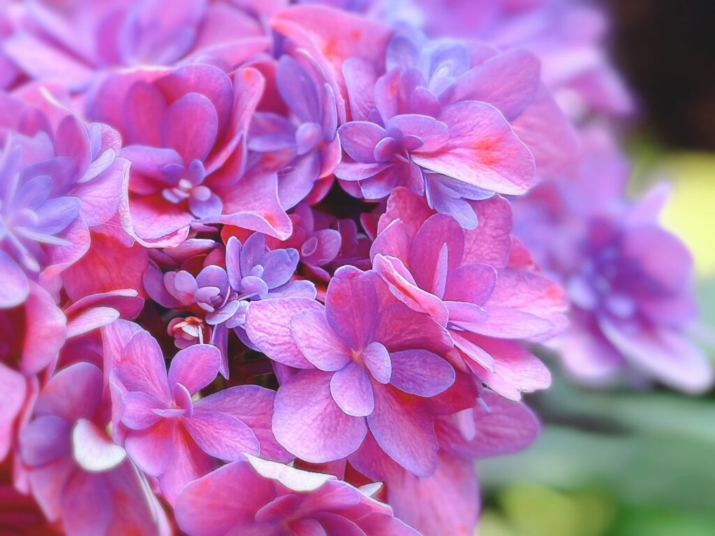 可愛い赤紫紫陽花